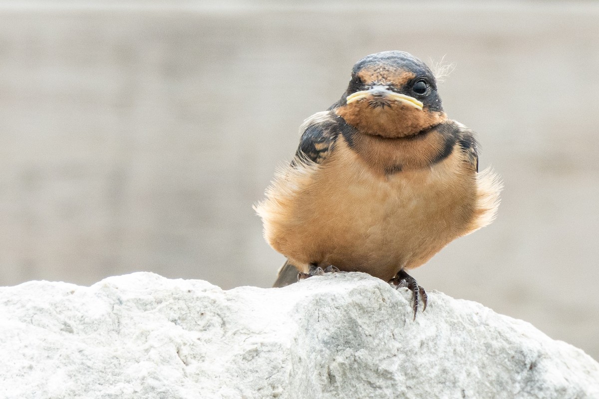 Barn Swallow - ML468004851