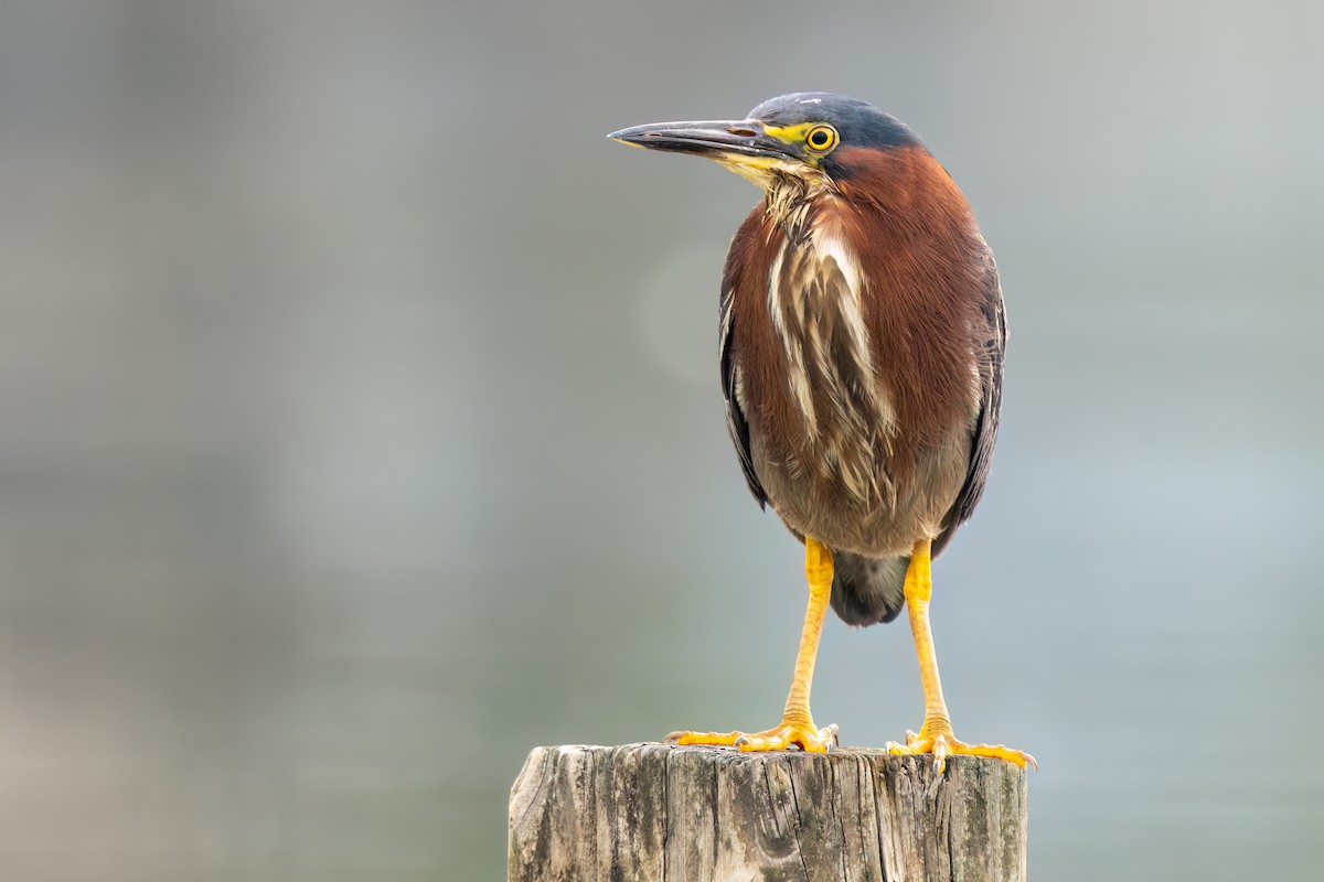 Green Heron - Brad Imhoff