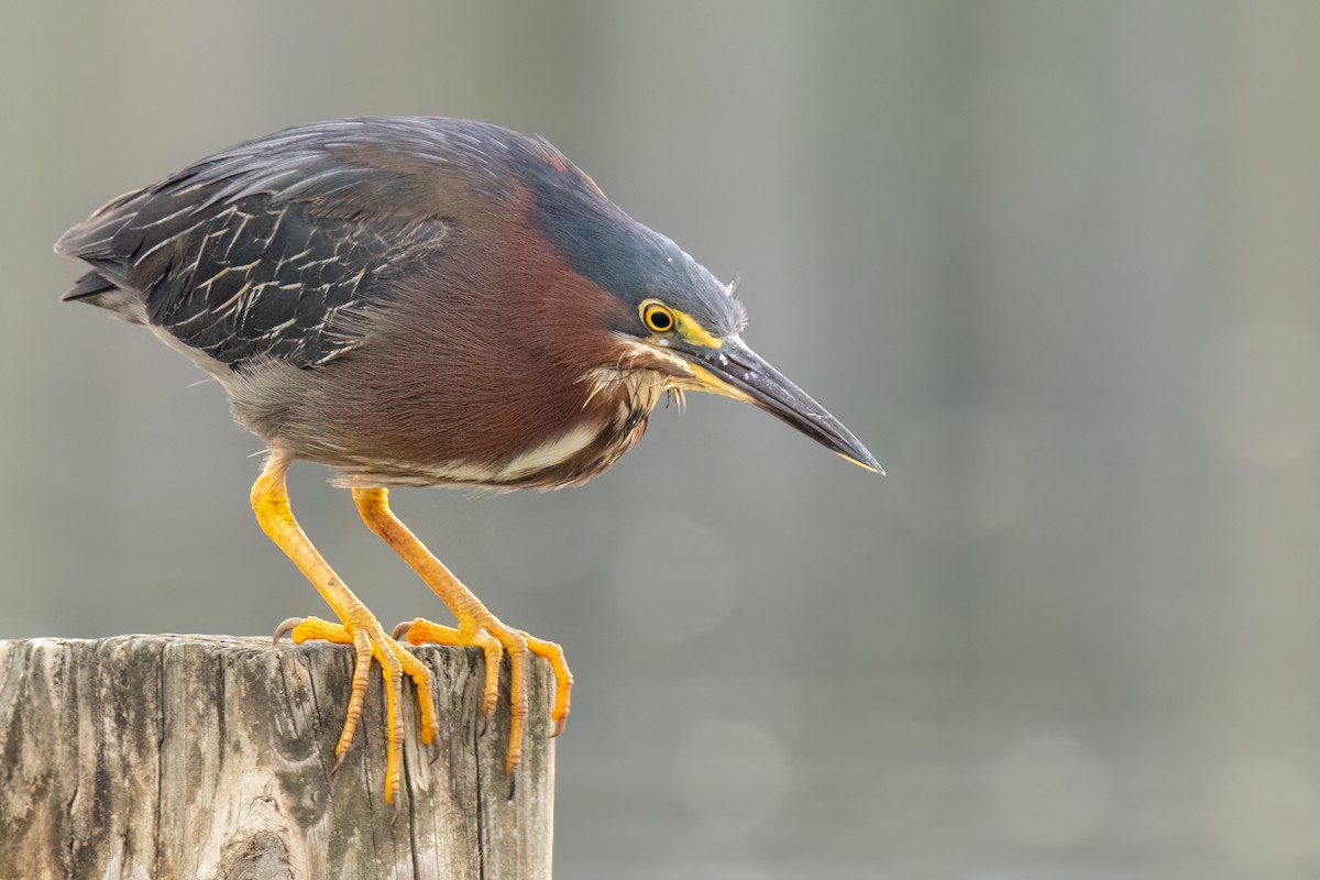 Green Heron - Brad Imhoff