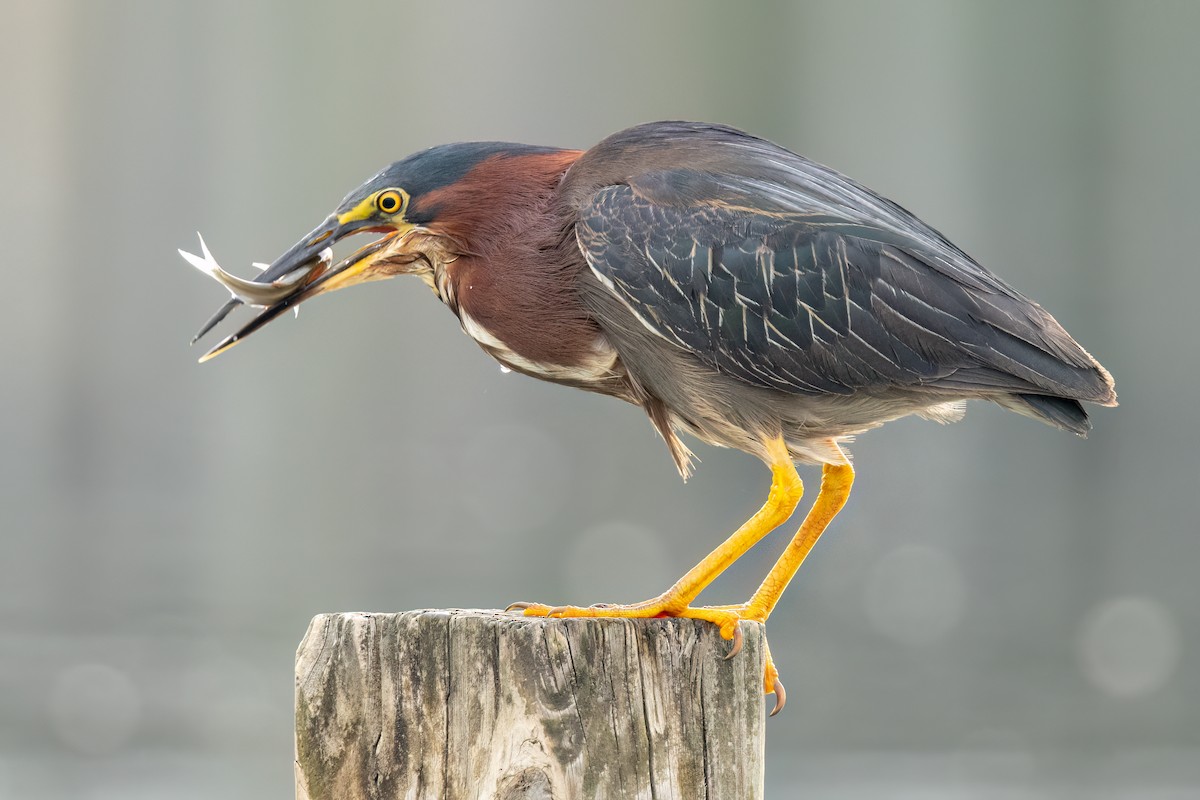 Green Heron - ML468005371