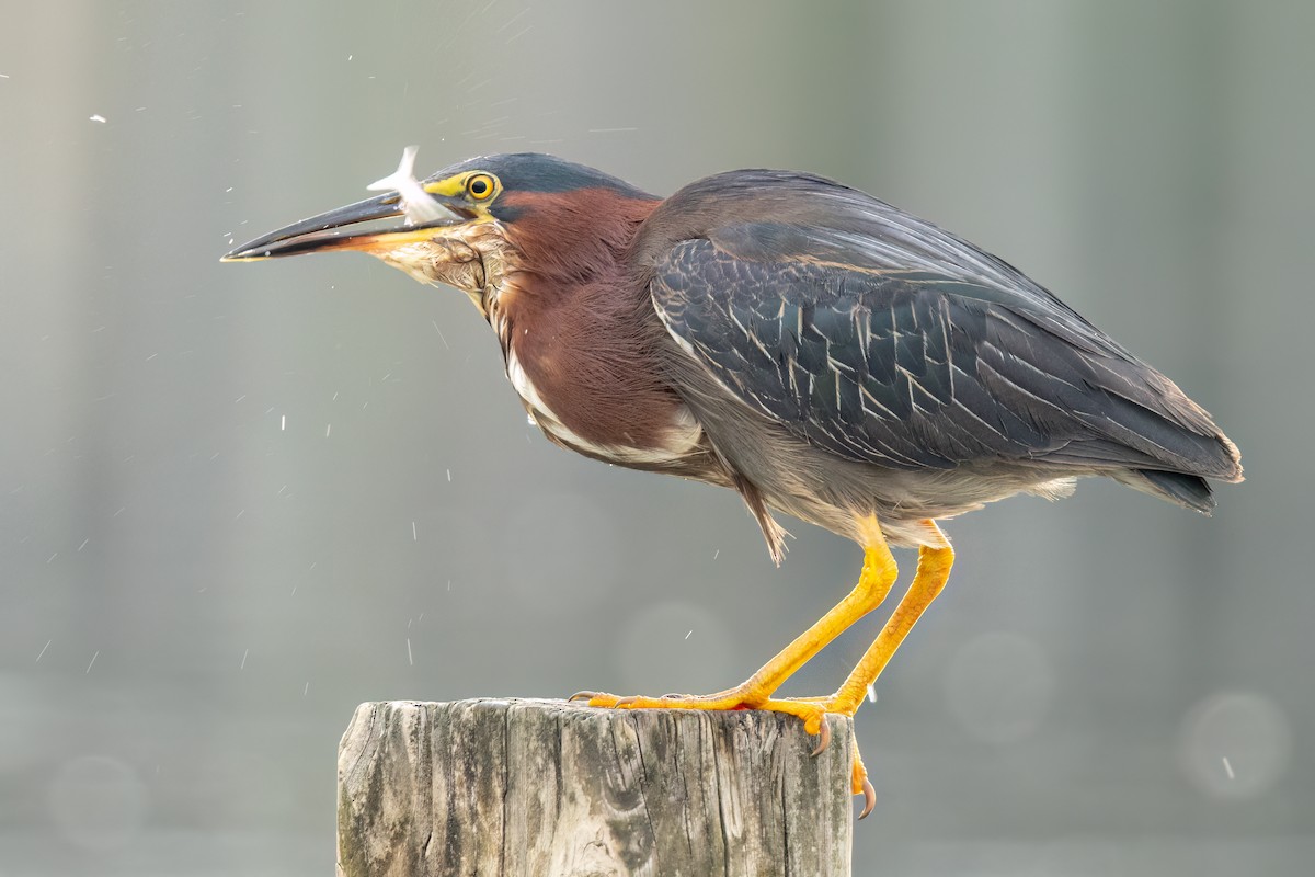 Green Heron - Brad Imhoff