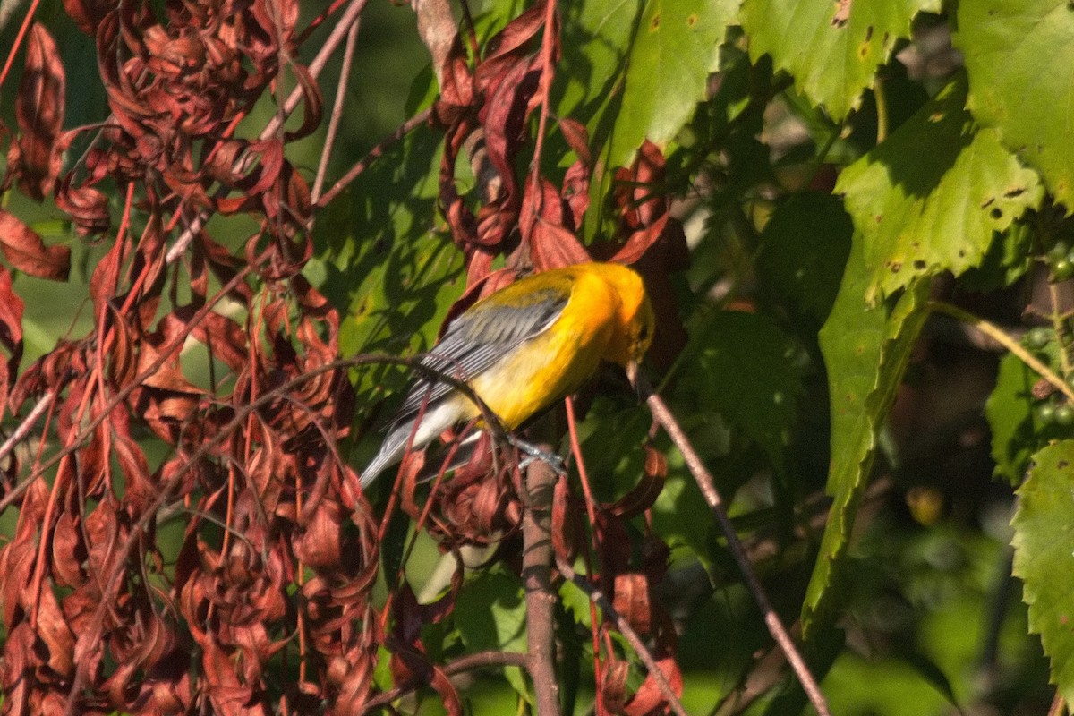 Prothonotary Warbler - ML468007321