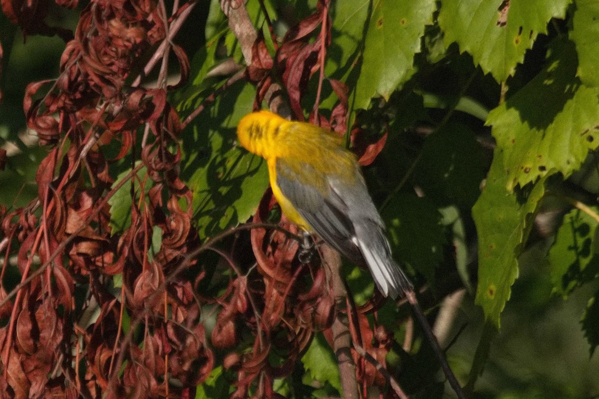 Prothonotary Warbler - ML468007331