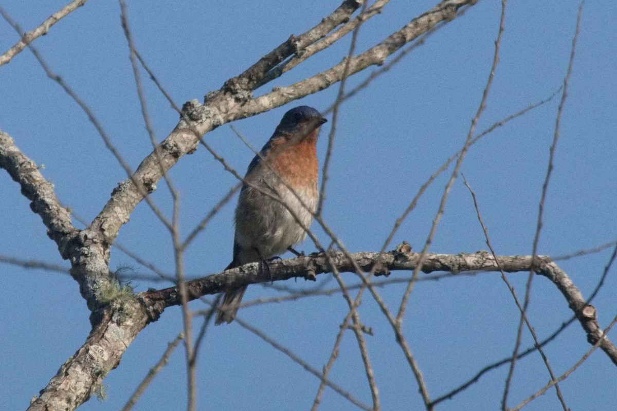 Eastern Bluebird - ML468007341
