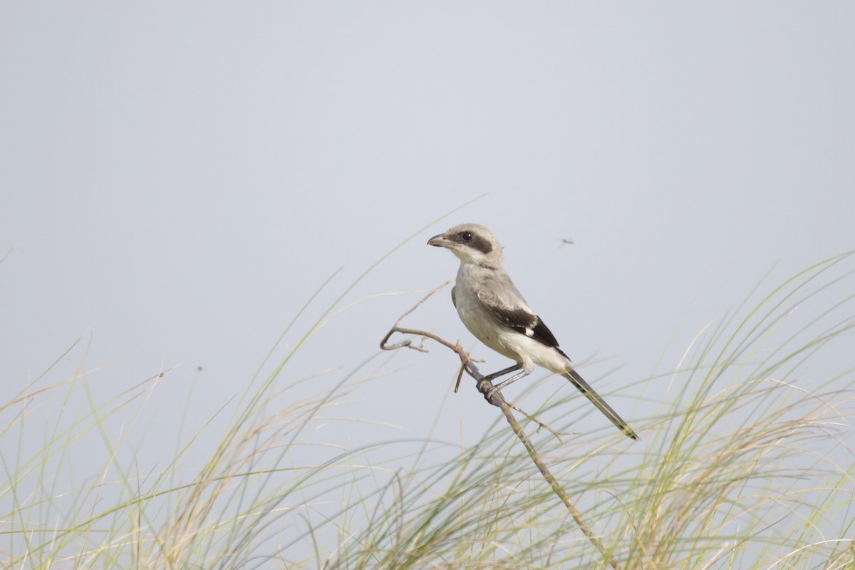 Pie-grièche migratrice - ML468009851