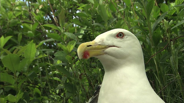 Great Black-backed Gull - ML468012