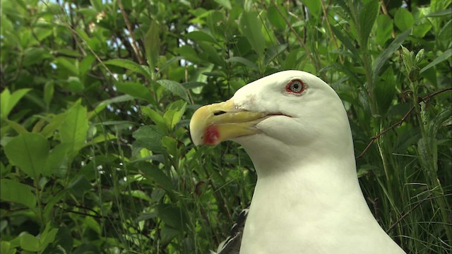 Great Black-backed Gull - ML468012