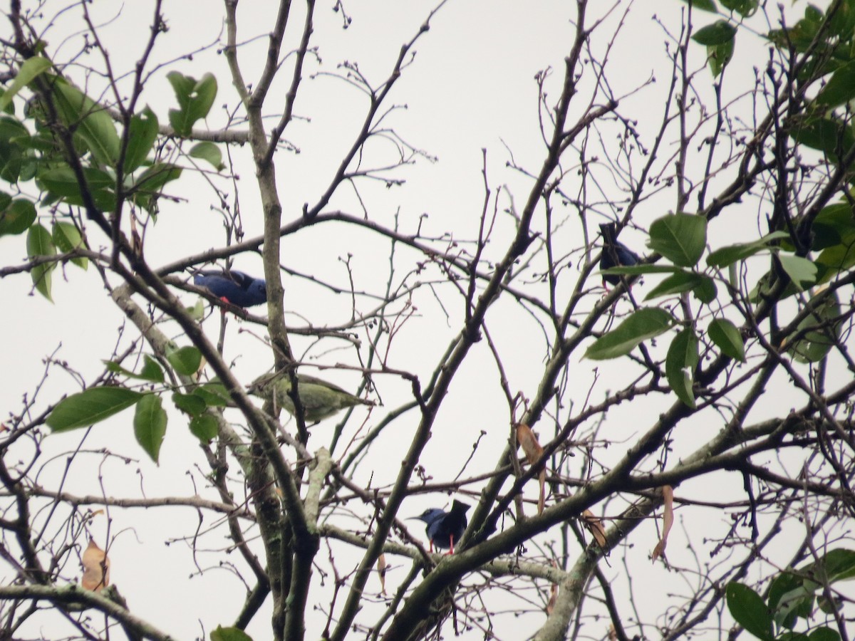 Red-legged Honeycreeper - ML468014441