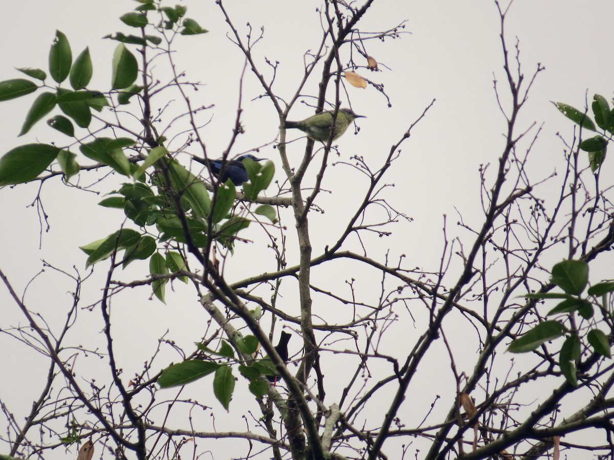 Red-legged Honeycreeper - ML468014471