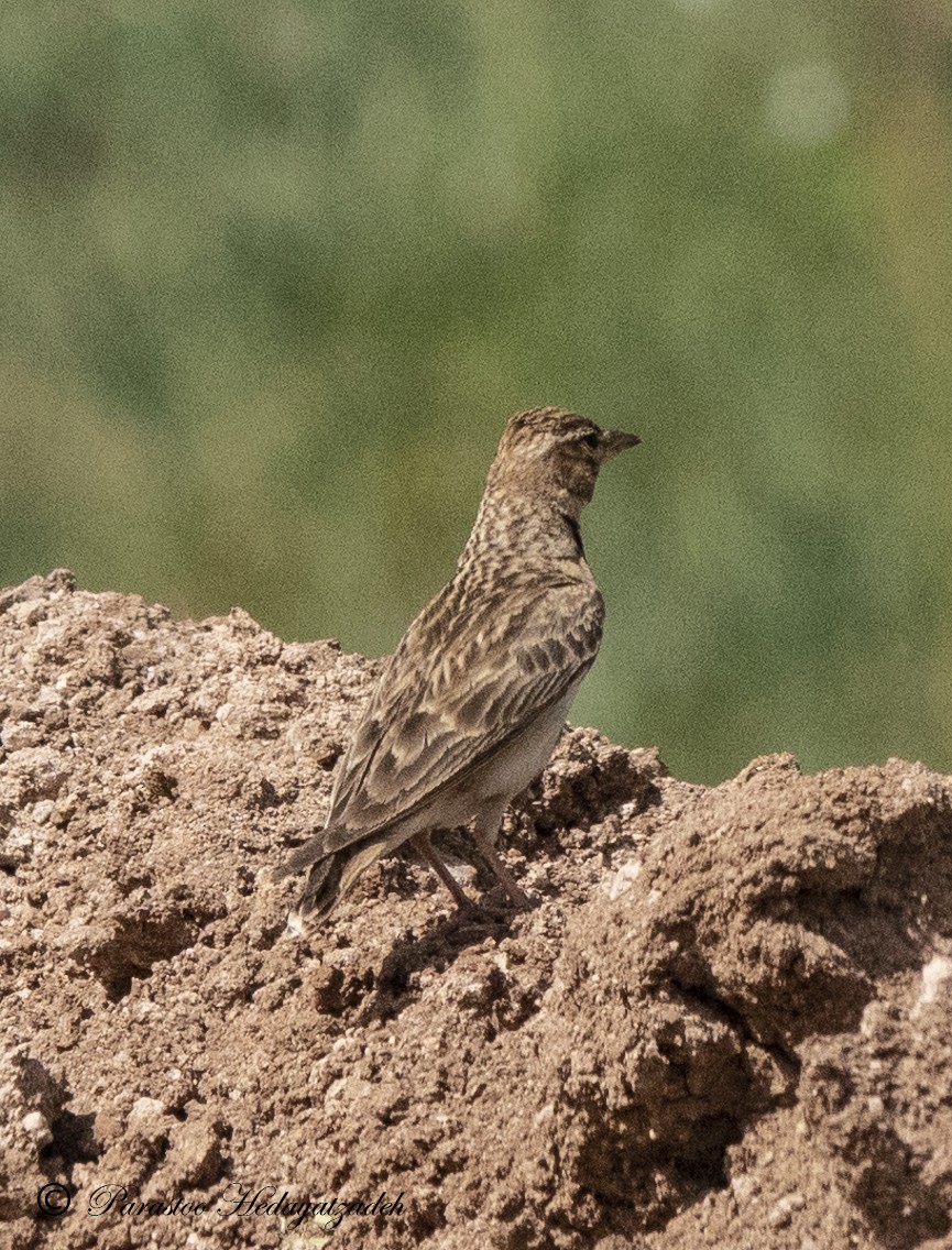 Greater Short-toed Lark - ML468014921