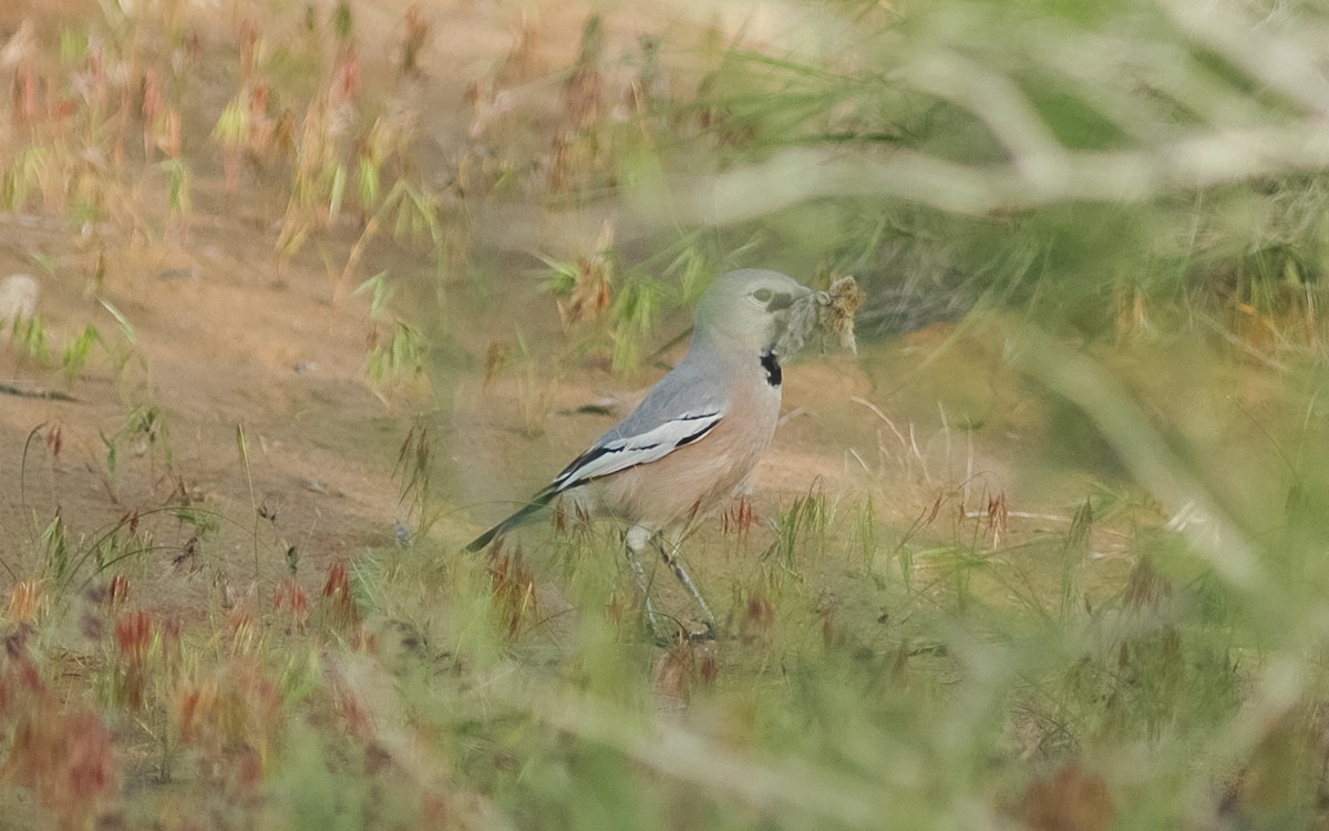 Turkestan Ground-Jay - ML468016501