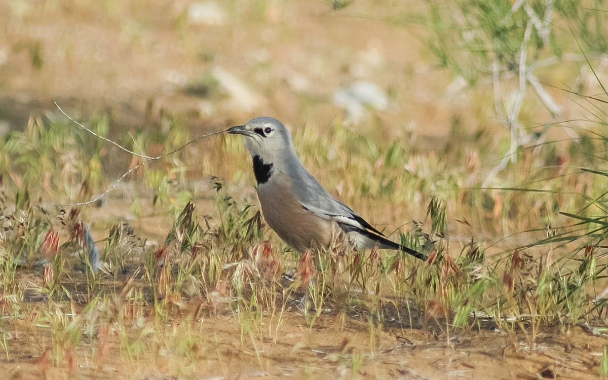 Turkestan Ground-Jay - ML468017231