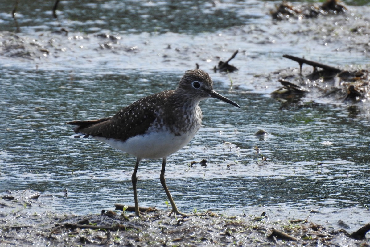 Solitary Sandpiper - ML468017271