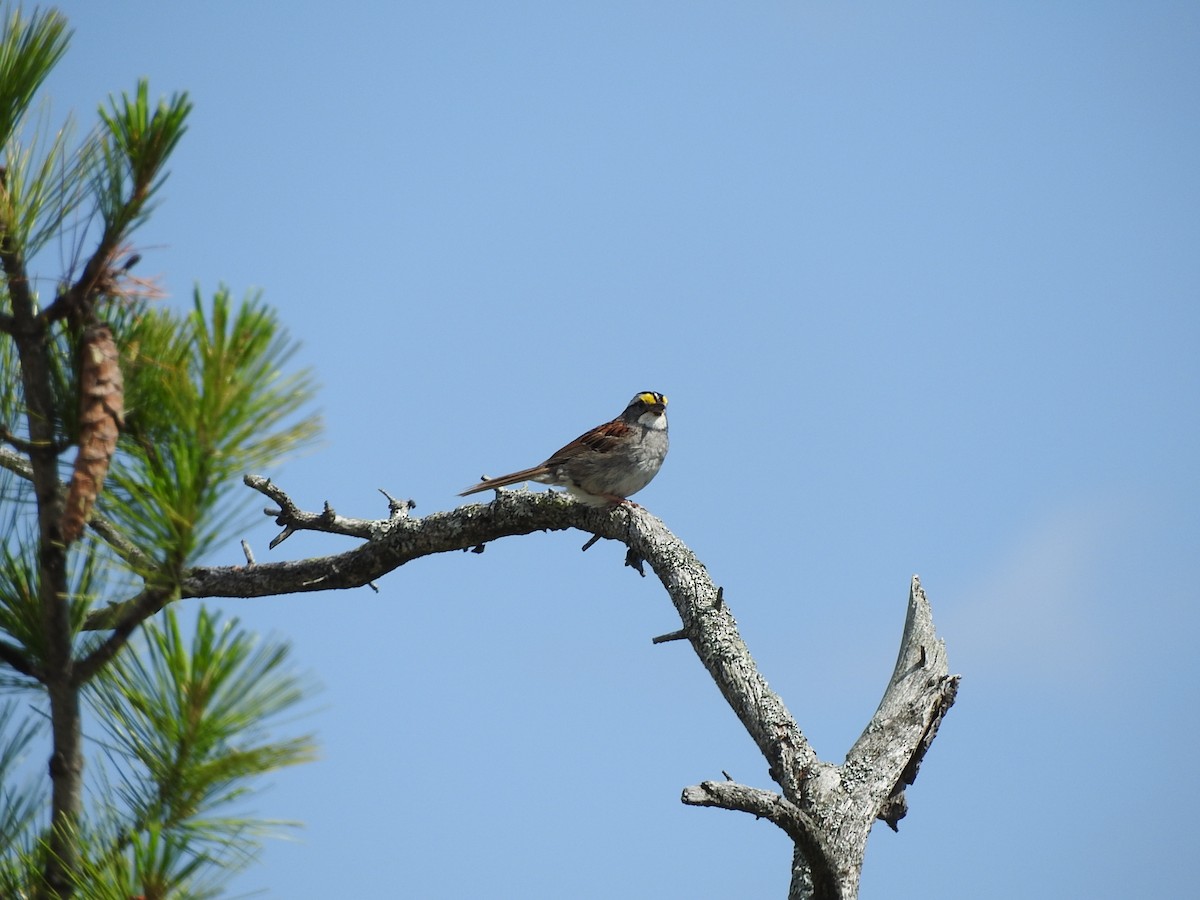 White-throated Sparrow - ML468017561