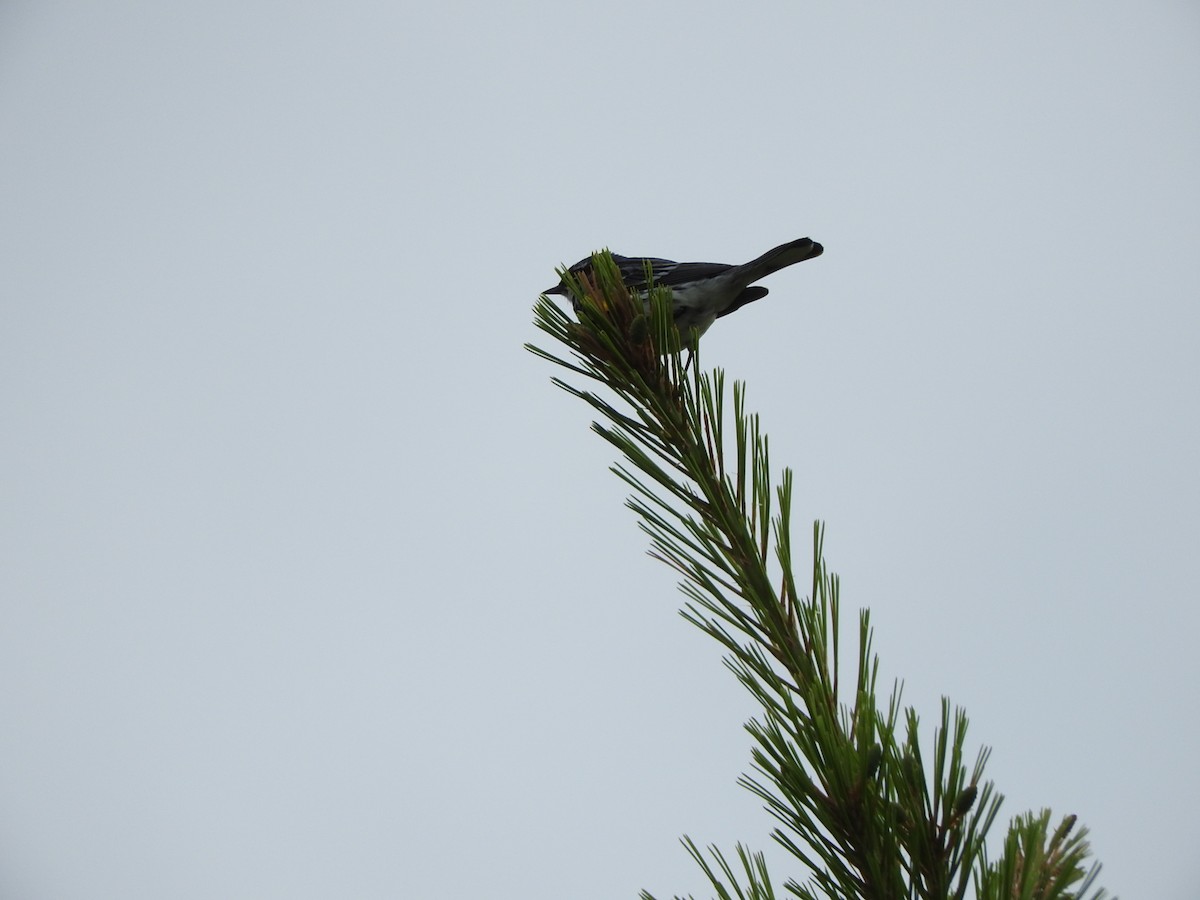 Yellow-rumped Warbler - ML468017611