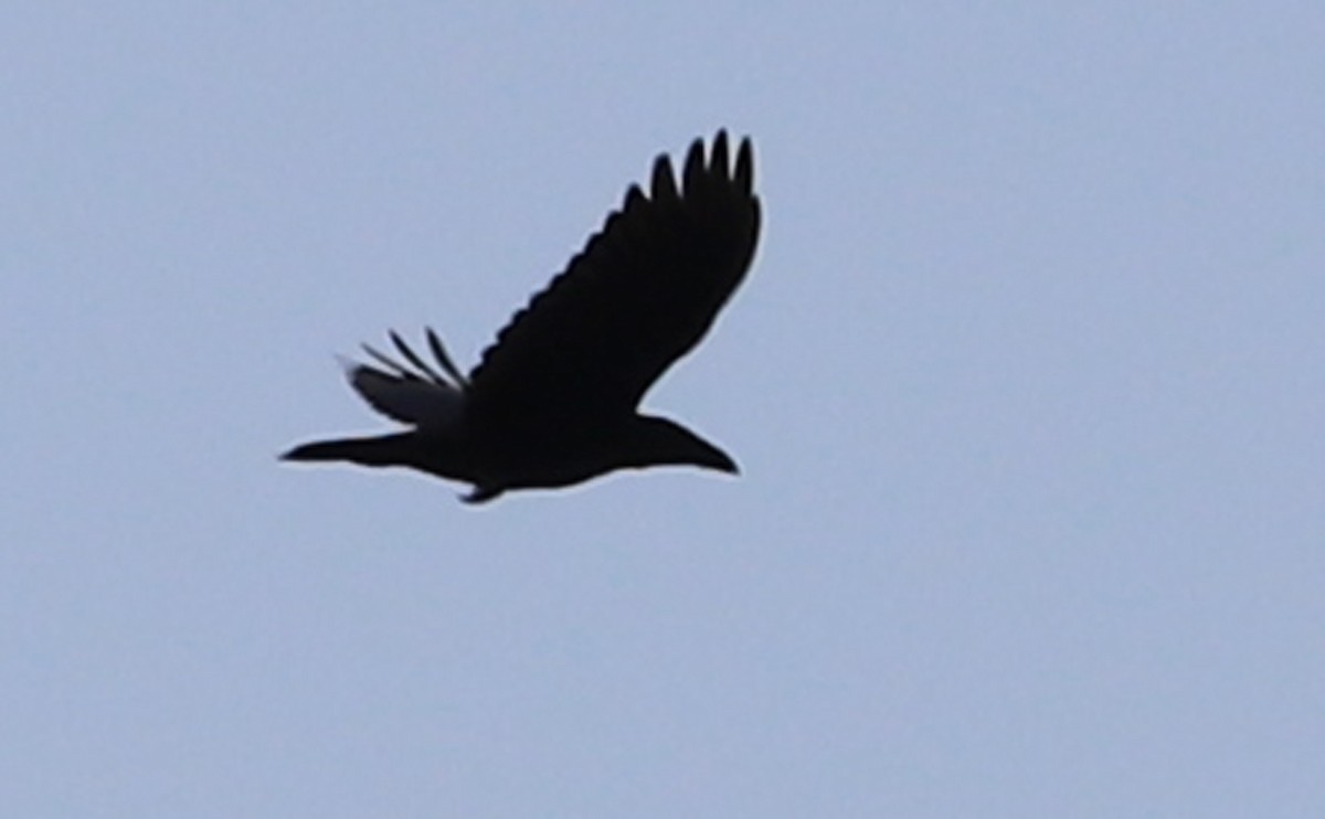 Common Raven - Rob Bielawski