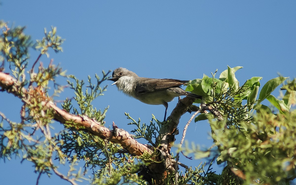Lesser Whitethroat (Hume's) - Peter Kennerley
