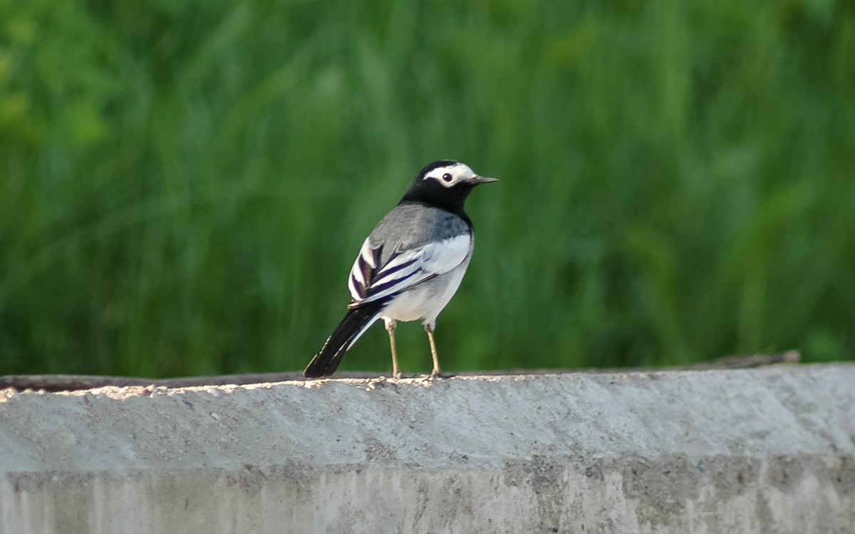 White Wagtail (Masked) - Peter Kennerley
