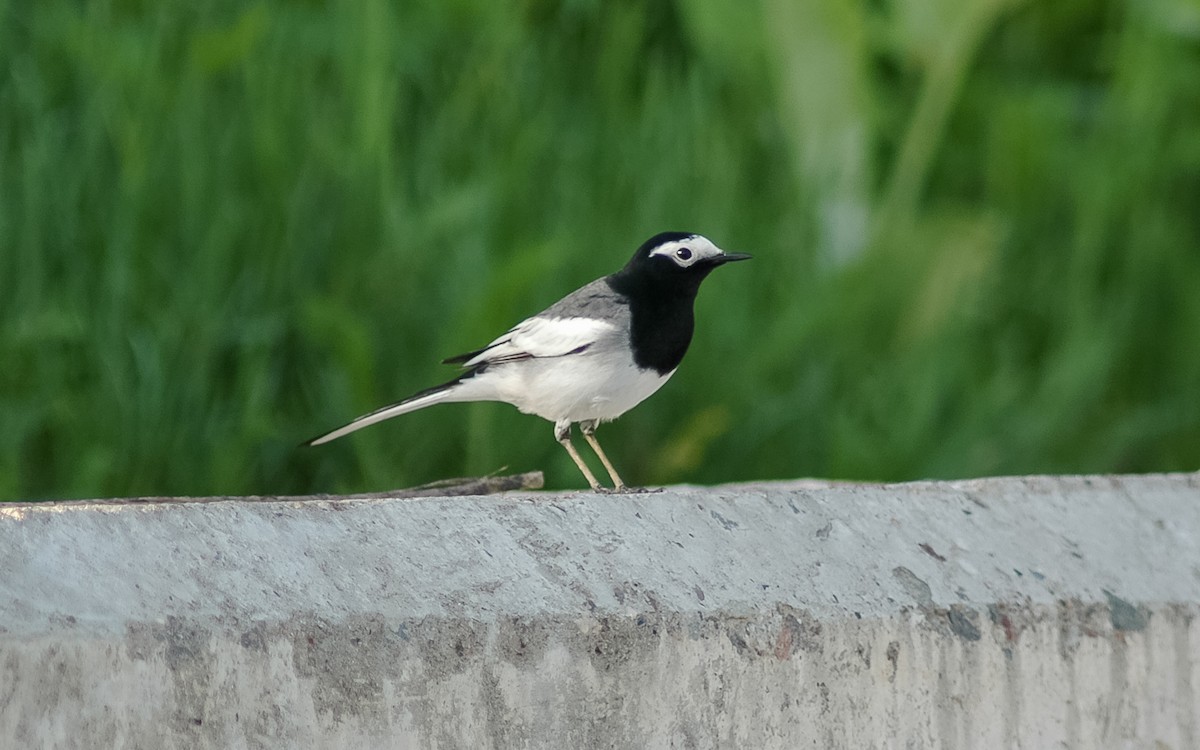 White Wagtail (Masked) - Peter Kennerley