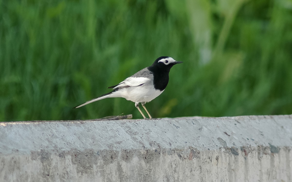 White Wagtail (Masked) - ML468019561