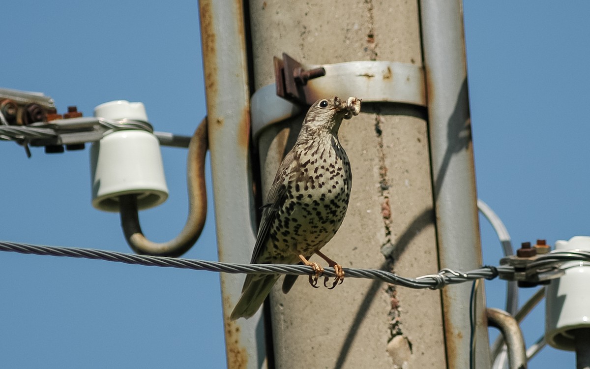 Mistle Thrush - ML468019611