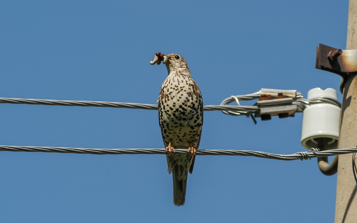 Mistle Thrush - Peter Kennerley