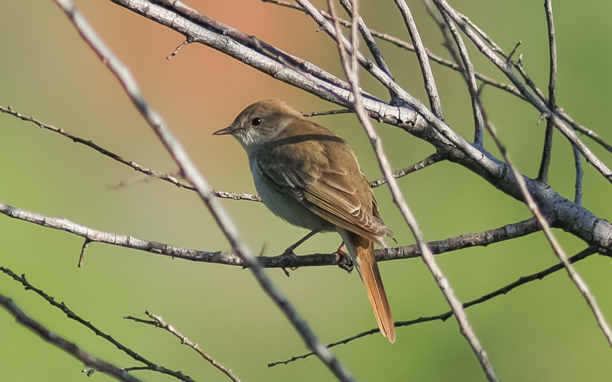 Common Nightingale (golzii) - Peter Kennerley