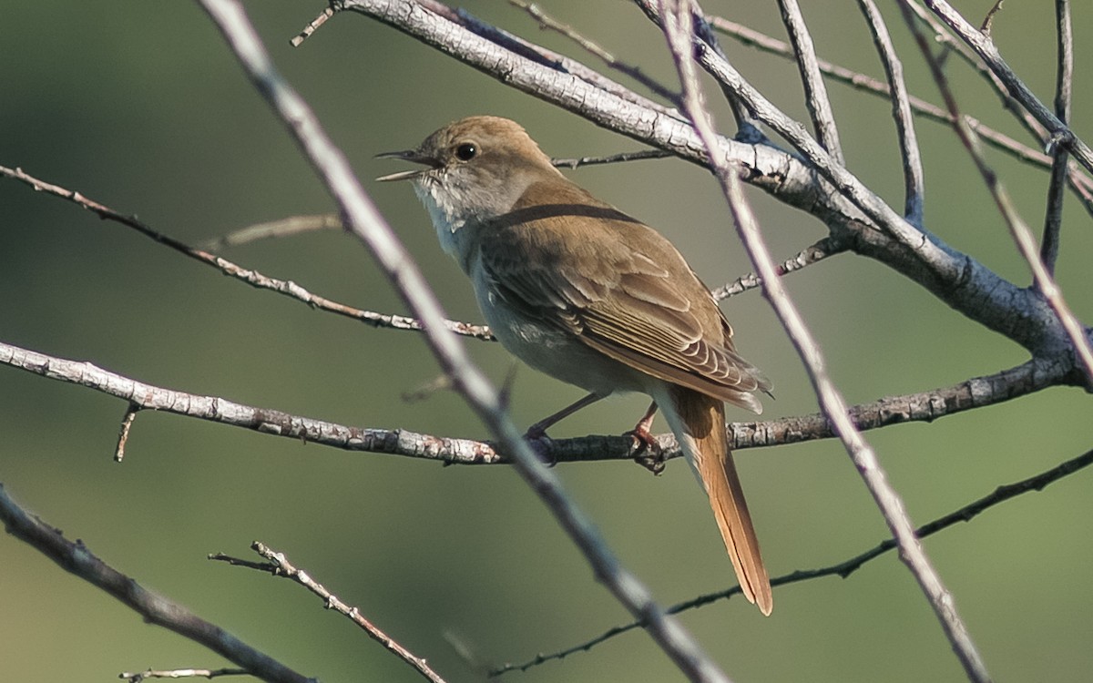 Common Nightingale (golzii) - Peter Kennerley