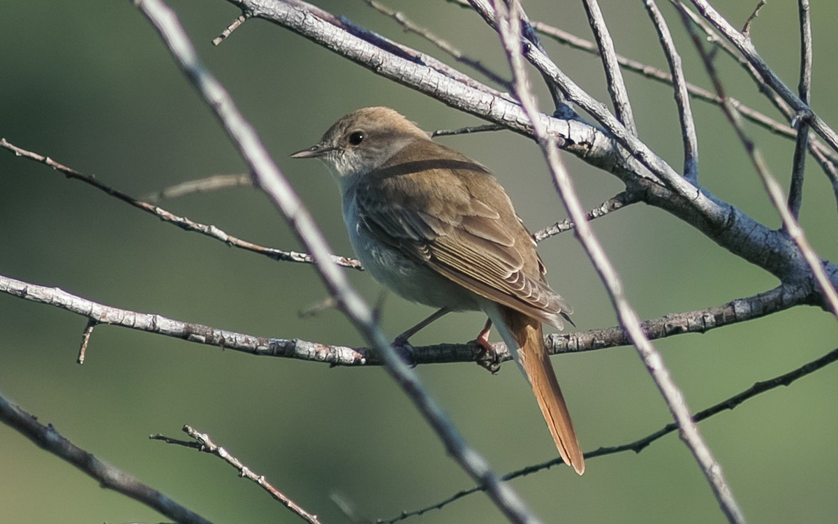 slavík obecný (ssp. golzii) - ML468020031