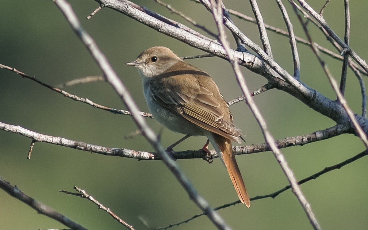 Common Nightingale (golzii) - Peter Kennerley