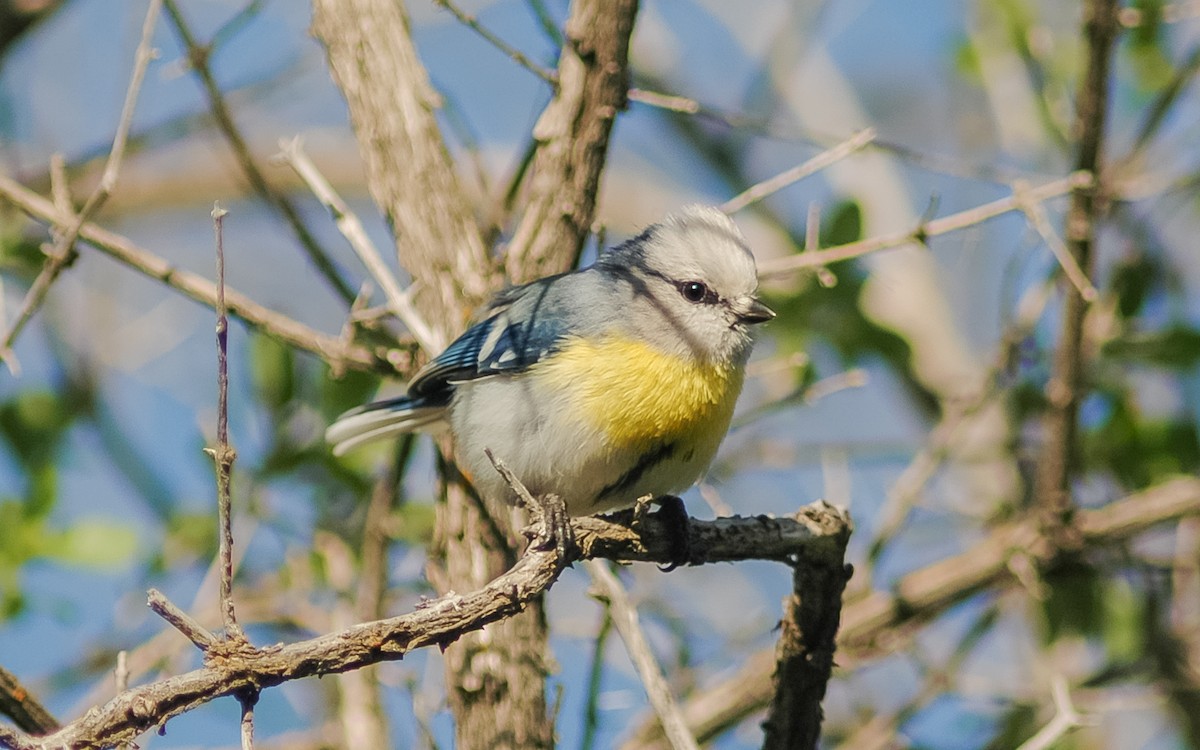 Azure Tit (Yellow-breasted) - ML468020131