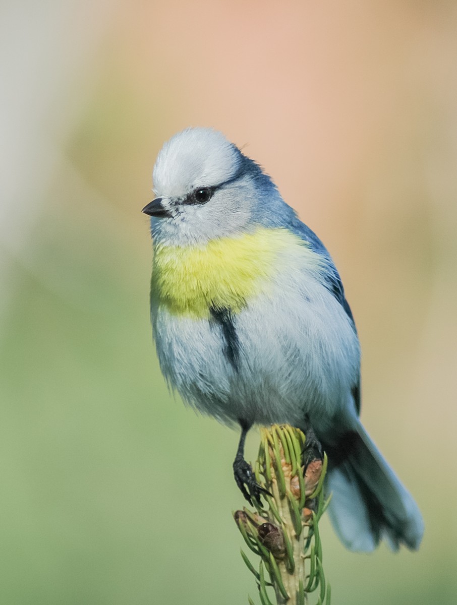 Azure Tit (Yellow-breasted) - Peter Kennerley