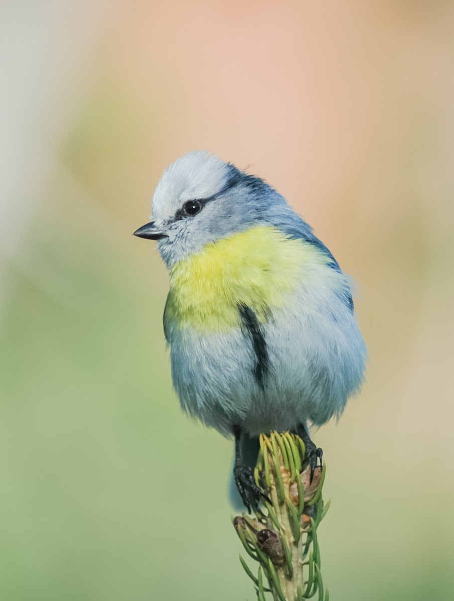 Azure Tit (Yellow-breasted) - Peter Kennerley