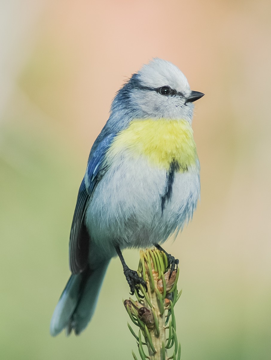 Azure Tit (Yellow-breasted) - Peter Kennerley