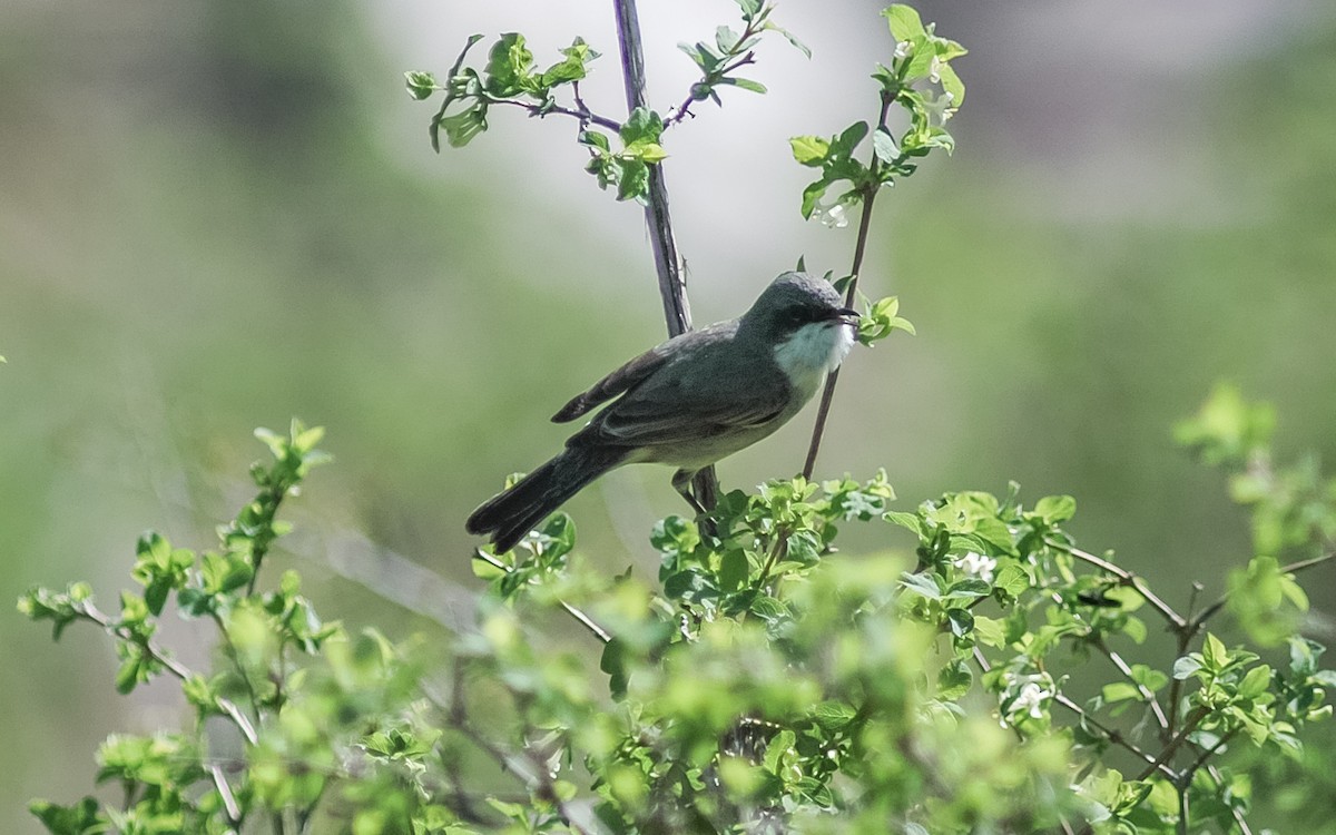 Lesser Whitethroat (Hume's) - ML468021011