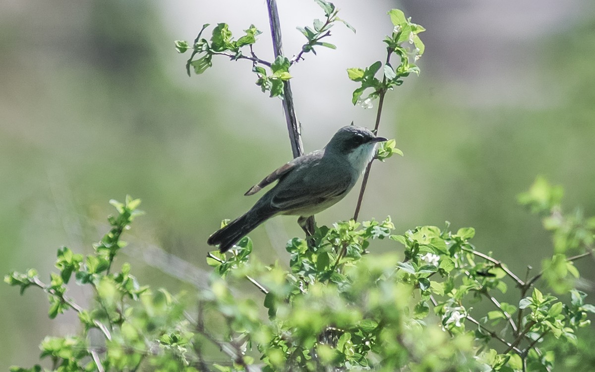 Lesser Whitethroat (Hume's) - ML468021021