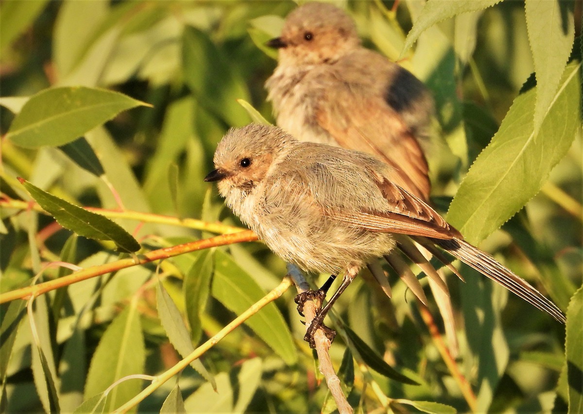 Bushtit - ML468022381