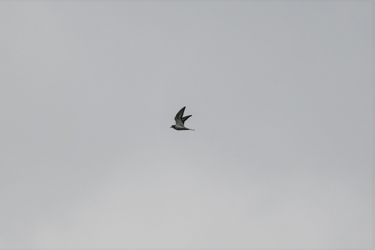 Killdeer - ML468023101