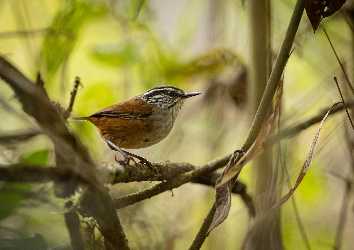 Gray-breasted Wood-Wren (bangsi) - ML468024051