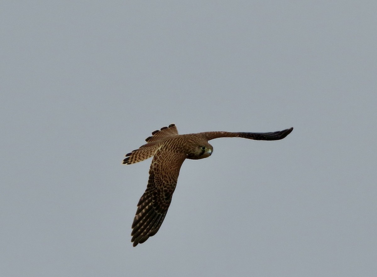 Eurasian Kestrel - ML468025441