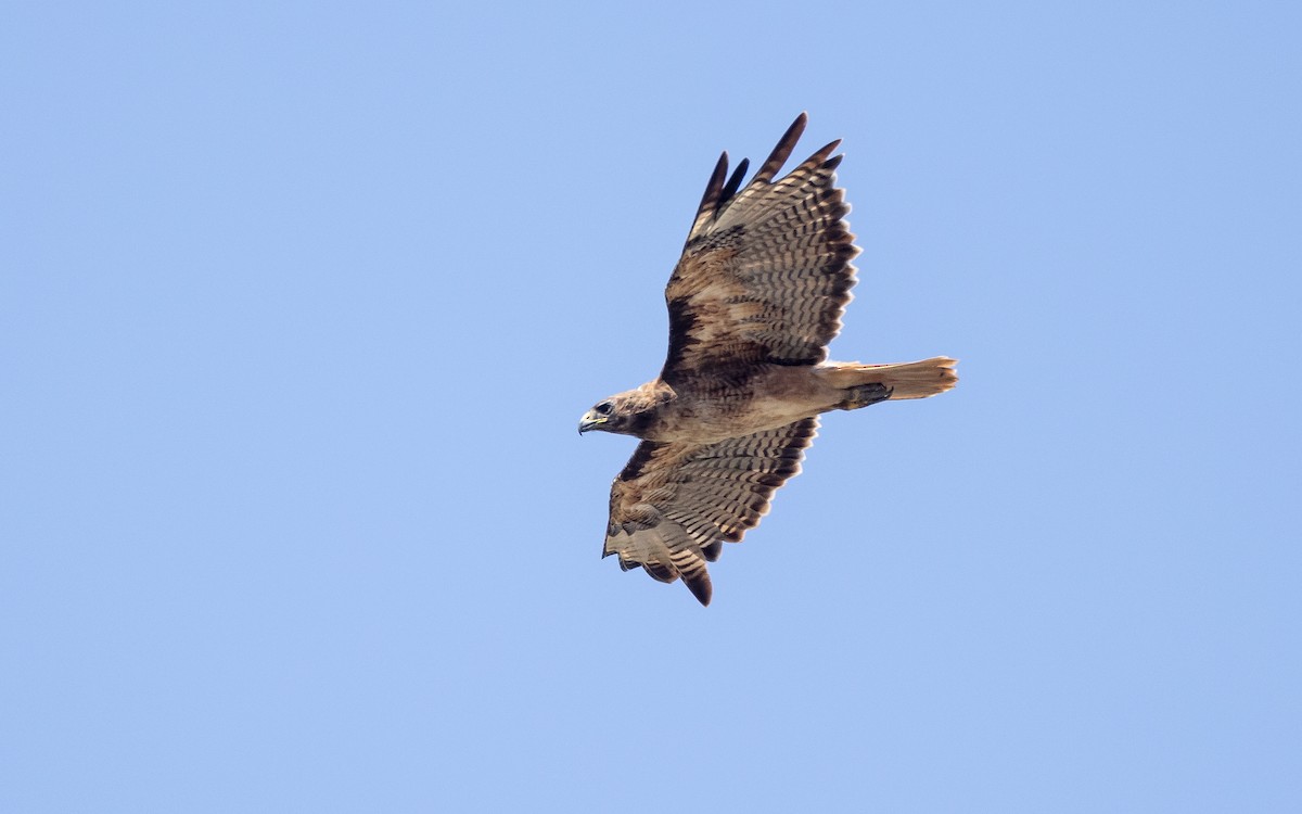 Red-tailed Hawk (calurus/alascensis) - ML468025571