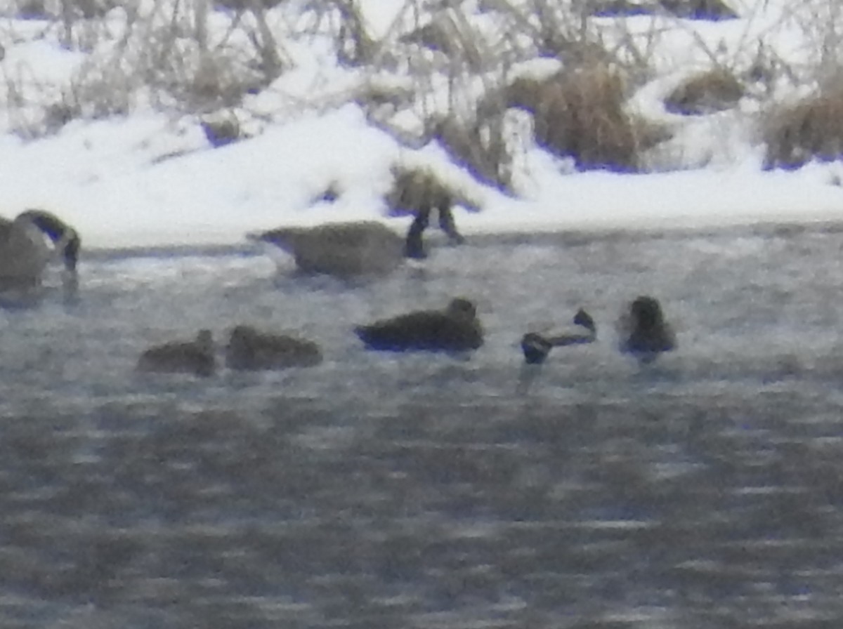 American Black Duck - ML46802641