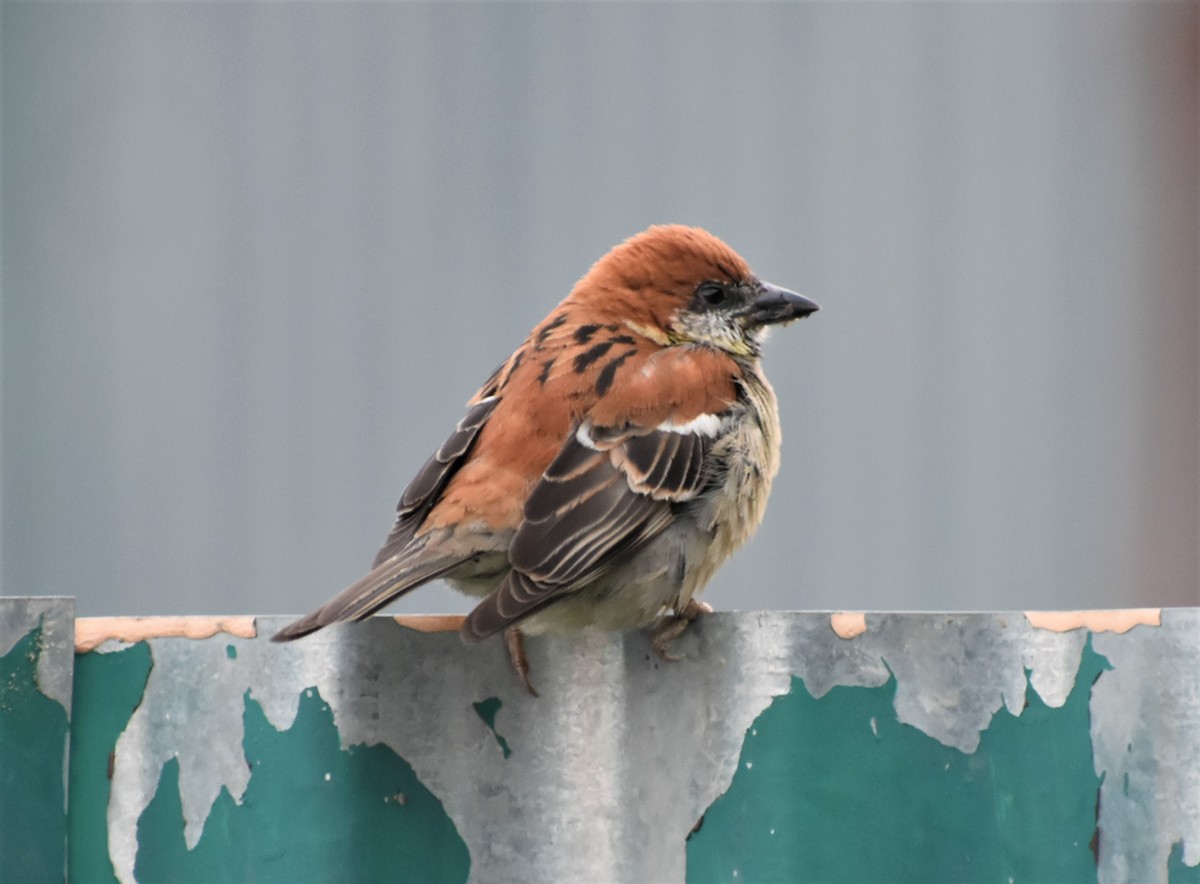 Russet Sparrow - Anitha A