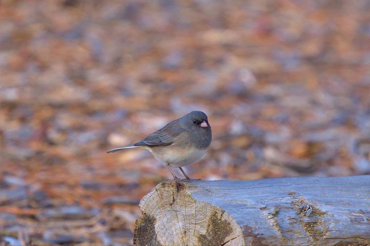 Dark-eyed Junco - Mark Montazer