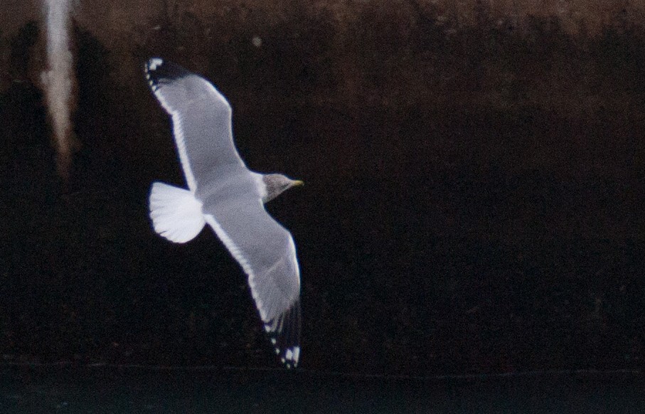 California Gull - ML46802821