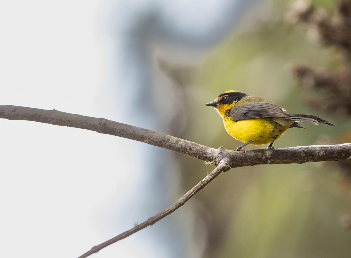 Yellow-crowned Redstart - Simon Mitchell