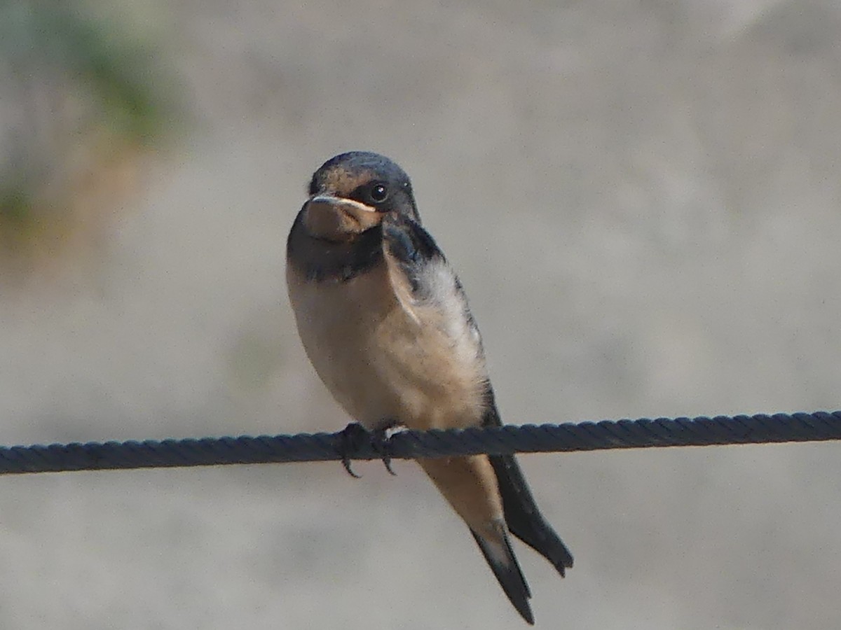 Barn Swallow - ML468028531