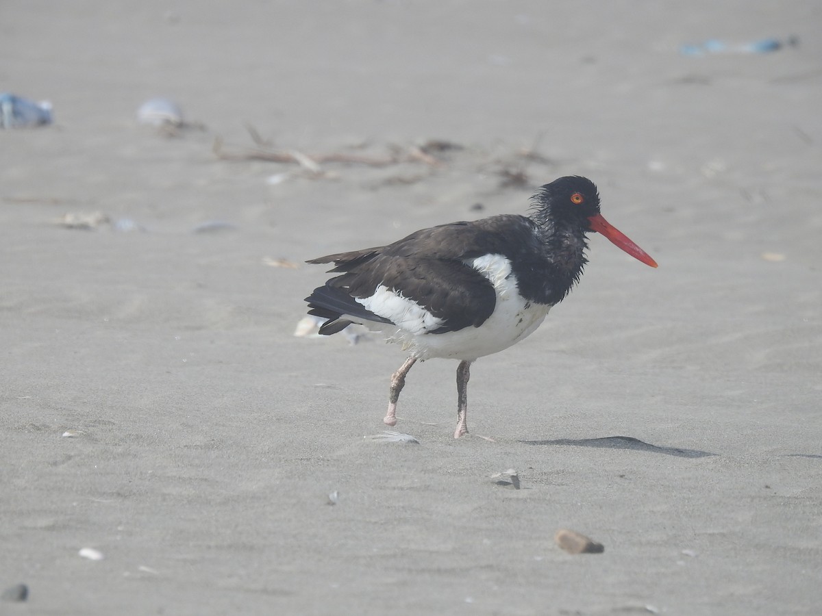 American Oystercatcher - ML468028651