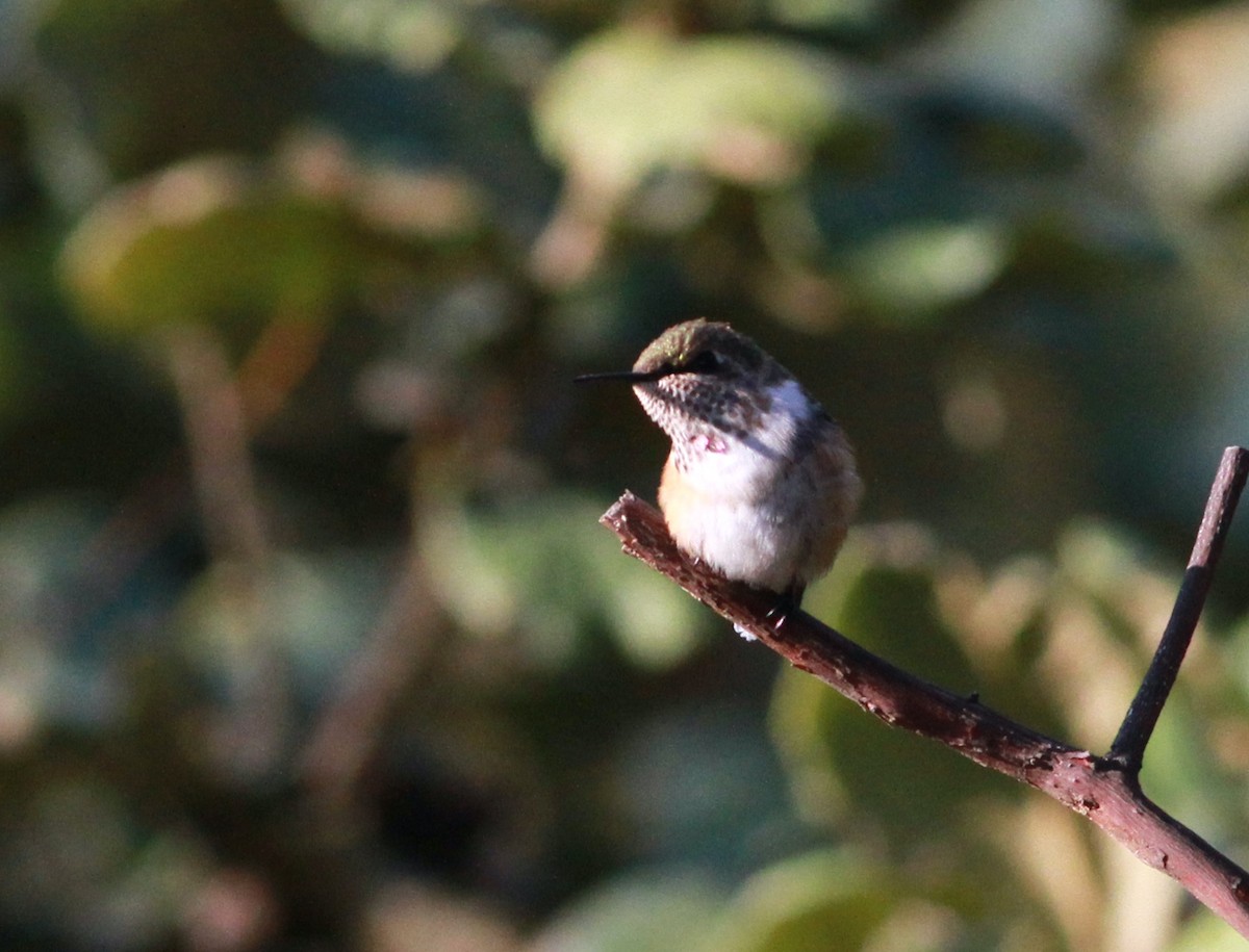 Bumblebee Hummingbird - ML468029201