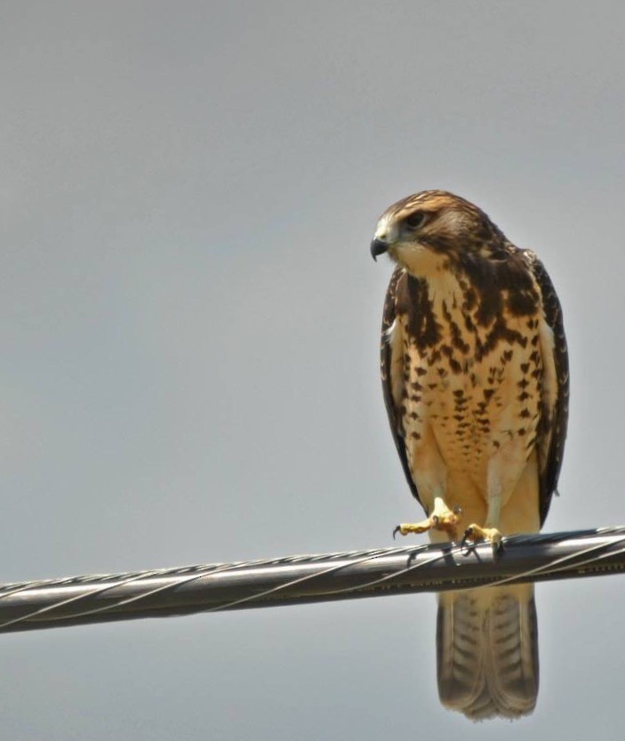 Swainson's Hawk - ML46802941